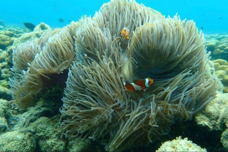 Snorkeling and Beach Swimming 2 Hours Day Trip - Itinerary and Activities