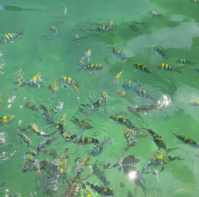 Snorkeling and Beach Swimming 2 Hours Day Trip - Dangli Island Highlights