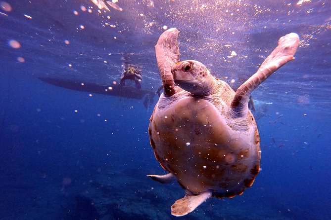 Snorkeling and Boat Tour in a Turtle Area - Experience Details