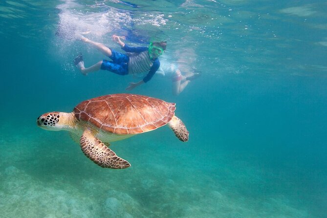 Snorkeling and Boat Tour in a Turtle Area - Reviews and Ratings