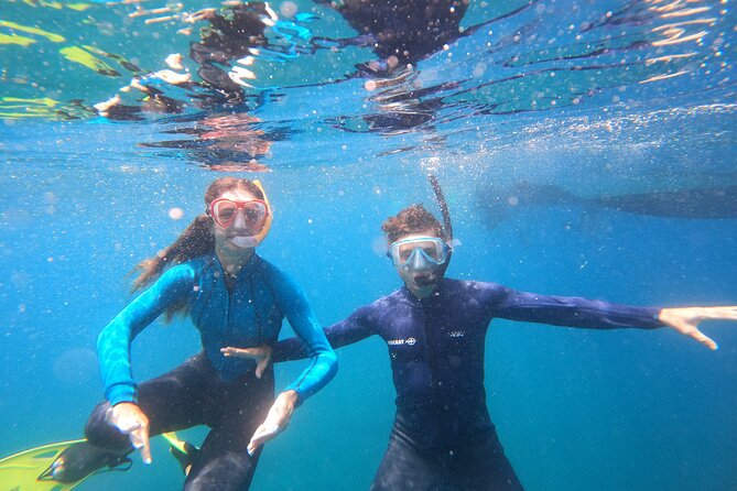 Snorkeling and Boat Tour in a Turtle Area - Travel to Turtles Habitat