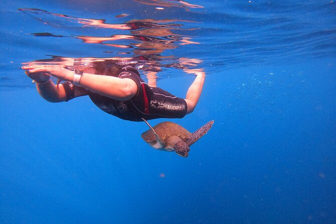 Snorkeling and Boat Tour in a Turtle Area - Dolphin and Whale Sightings