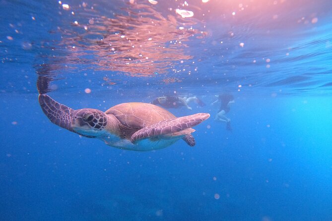 Snorkeling and Boat Tour in a Turtle Area - Snorkeling Encounter