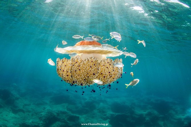 Snorkeling and Boat Tour in Crete - Snorkeling Equipment and Accessories