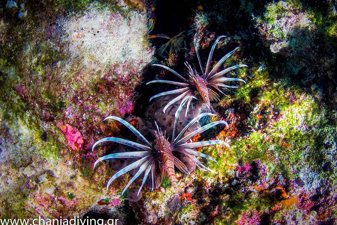 Snorkeling and Boat Tour in Crete - Meeting and Pickup Locations