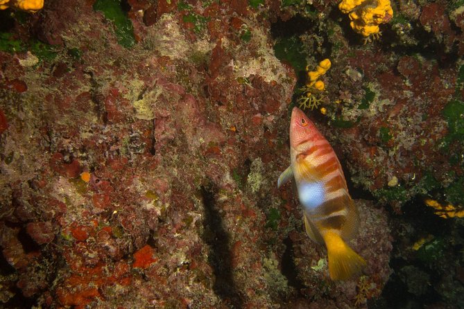 Snorkeling and Boat Tour in Crete - Additional Details and Considerations