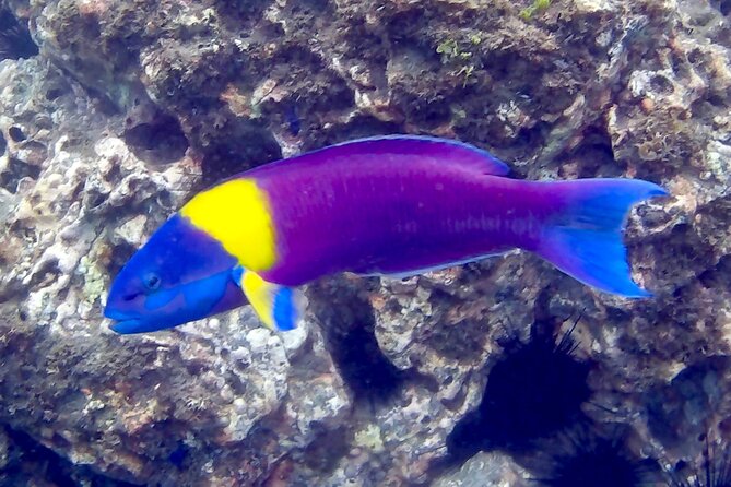 Snorkeling and Cruises - Accessibility and Health