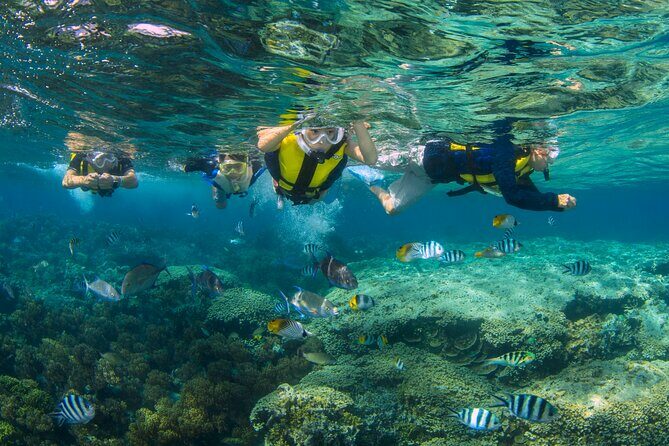 Snorkeling and Dolphin Watching with Lunch Package - Exploring Guam’s Marine Life: Snorkeling and Dolphin Watching with Lunch