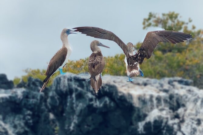 Snorkeling and Fauna Observation at Las Tintoreras Islet - Seasonal Wildlife Sightings