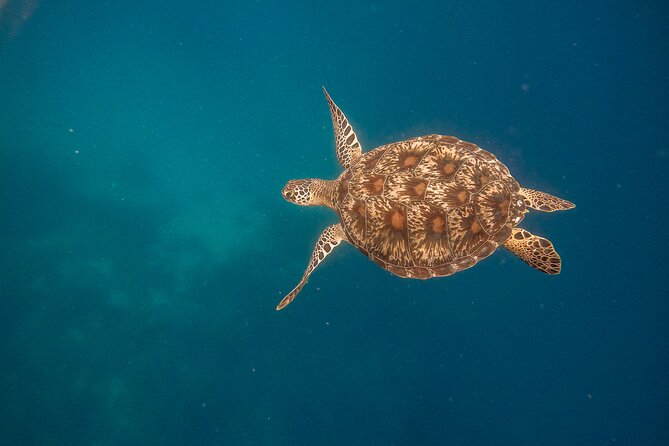 Snorkeling and Freediving Trip Around Nusa Penida - Safety Protocols and Precautions