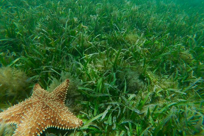 Snorkeling and Kayak Eco-Experience - Overview of the Eco-Experience