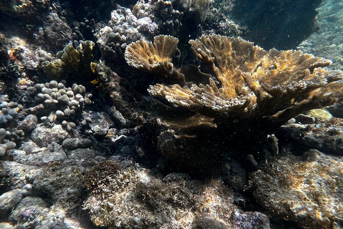 Snorkeling and Kayak Eco-Experience - Marine Life Education
