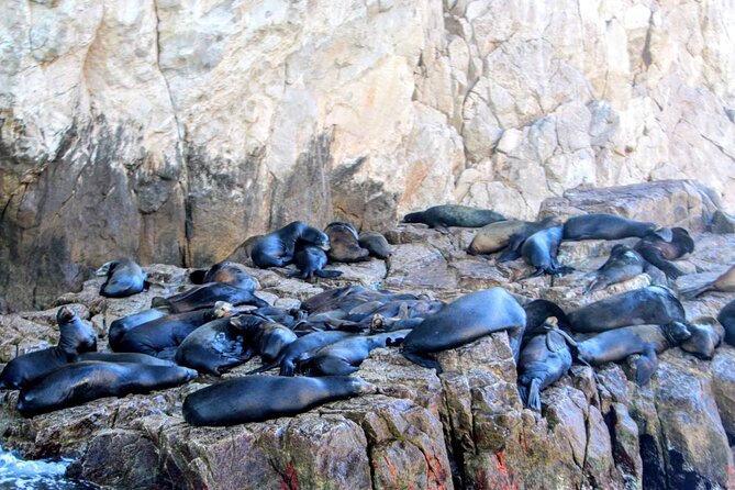 Snorkeling and Whale Watching Tour in Cabo - Health and Safety Guidelines