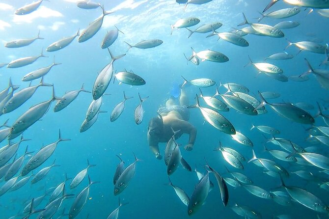 Snorkeling and Whale Watching Tour in Cabo - Frequently Asked Questions