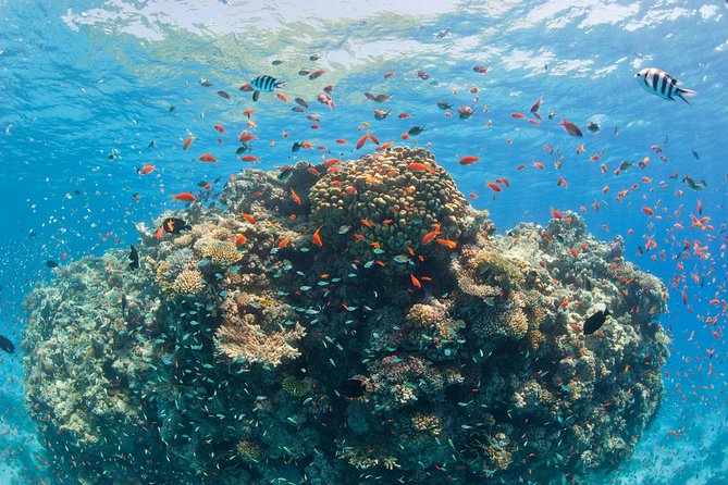 Snorkeling and White Island Tour in Sharm El Sheikh - Itinerary and Timing