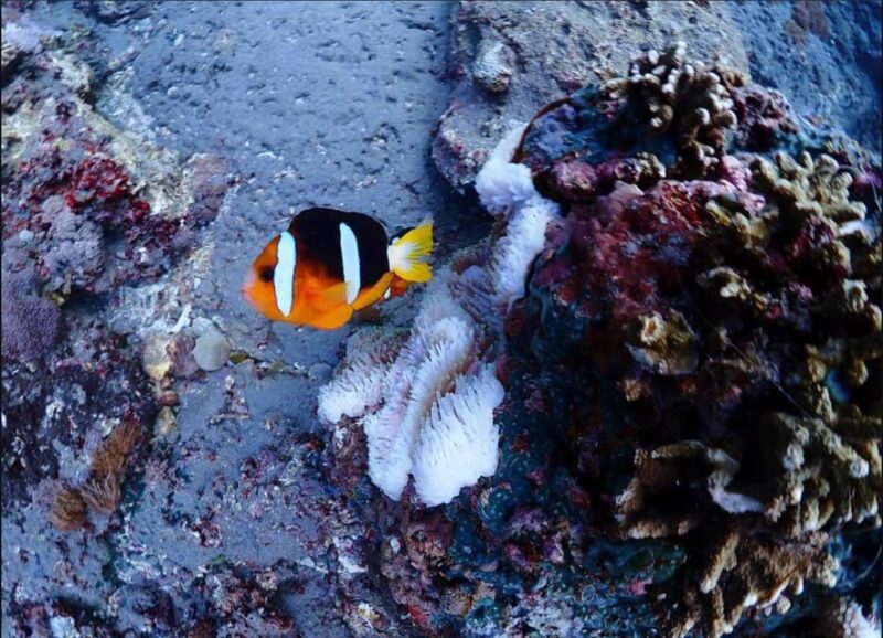 Snorkeling at Blue Lagoon and Kanto Lampo Waterfall - Marine Life Exploration