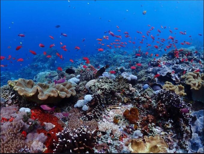 Snorkeling at Blue Lagoon and Kanto Lampo Waterfall - Dining and Refreshments