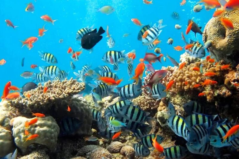 Snorkeling at Blue Lagoon Bali With Lunch and Transport - Destination and Transportation