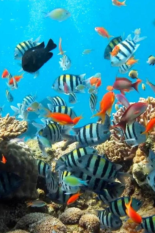 Snorkeling at Blue Lagoon Bali With Lunch and Transport - Included Amenities