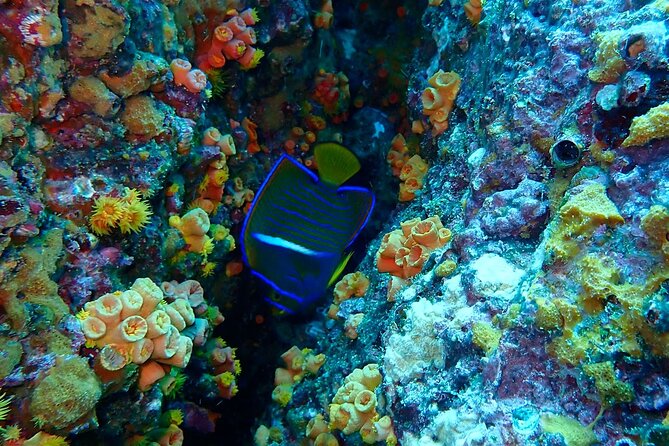 Snorkeling at Caño Island - Tour Requirements and Conditions
