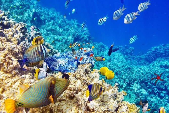 Snorkeling at Caño Island - What to Expect