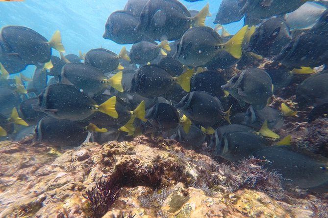 Snorkeling at Catalina Islands - Snorkeling Equipment and Amenities