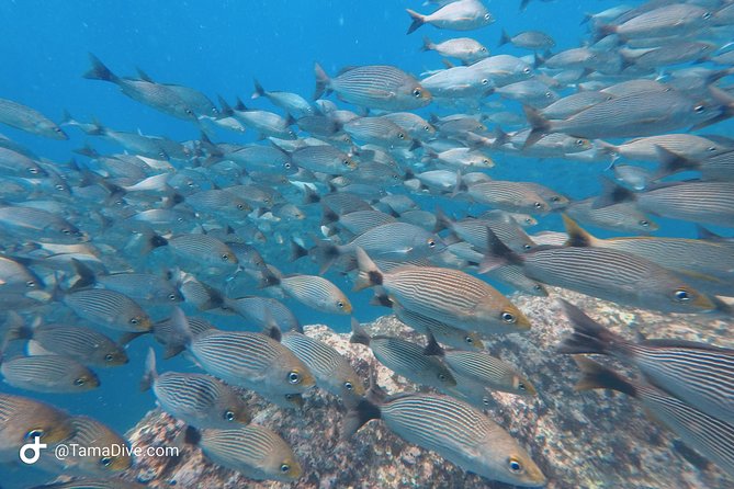Snorkeling at Catalina Islands - Meeting and Pickup Information