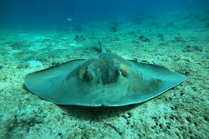 Snorkeling at Dimaniyat Islands and Dolphin Watching - Visiting Al Alam Palace