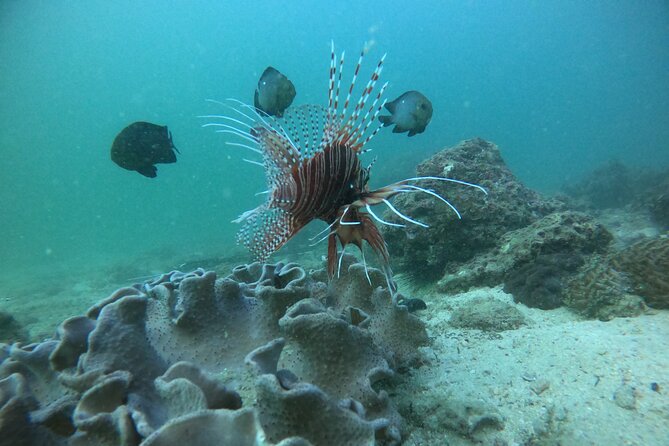Snorkeling at Dimaniyat Islands and Dolphin Watching - Booking and Confirmation Process