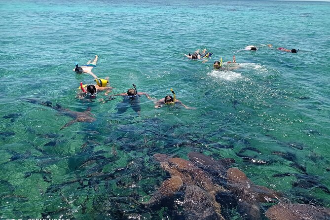 Snorkeling at Hol Chan Marine Reserve & Shark Ray Alley (3.0 Hrs) - Inclusions and Recommendations