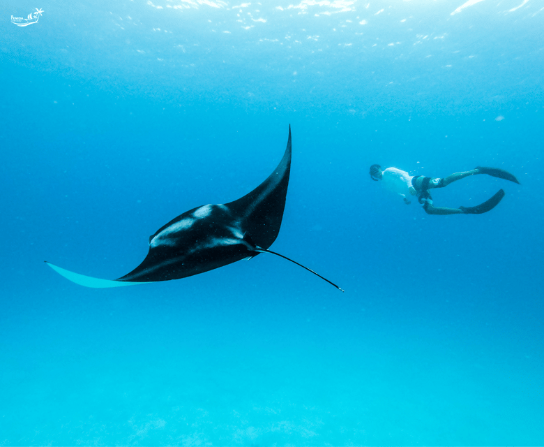 Snorkeling at Manta Point and 3 Other in Nusa Penida - Itinerary and Transportation