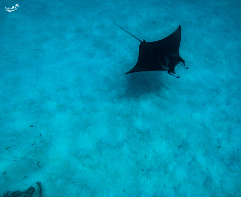 Snorkeling at Manta Point and 3 Other in Nusa Penida - Unique Snorkeling Locations