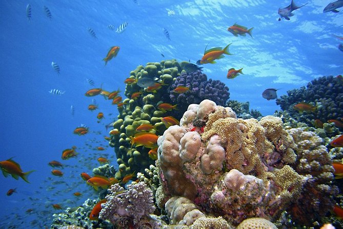 Snorkeling at Mnemba Atoll - Snorkeling Experience Highlights