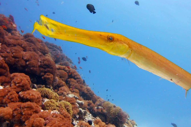 Snorkeling at Mnemba Atoll - Included in the Tour