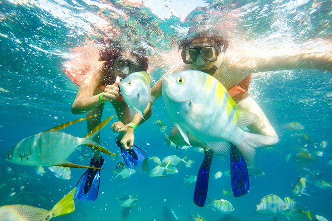 Snorkeling at Pelicans Rock - Wildlife and Additional Activities