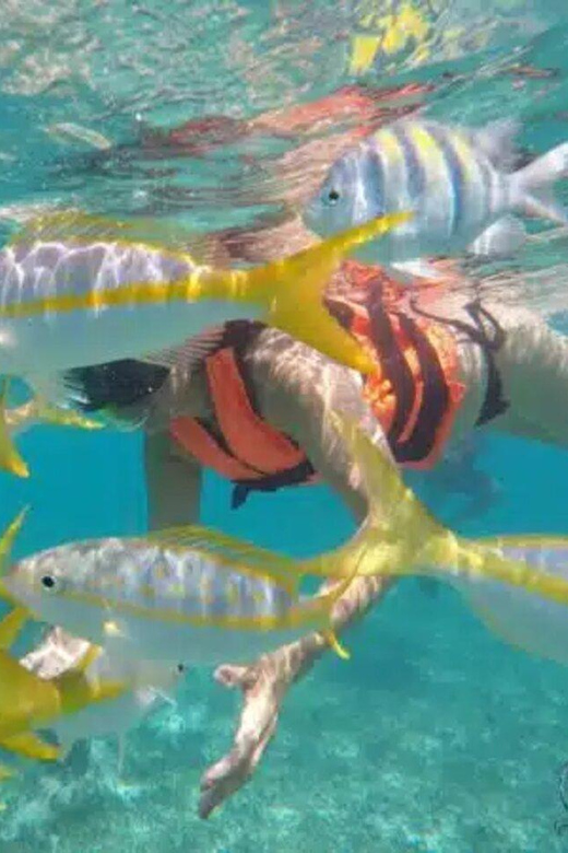 Snorkeling at Puerto Morelos Reefs National Park - Key Points