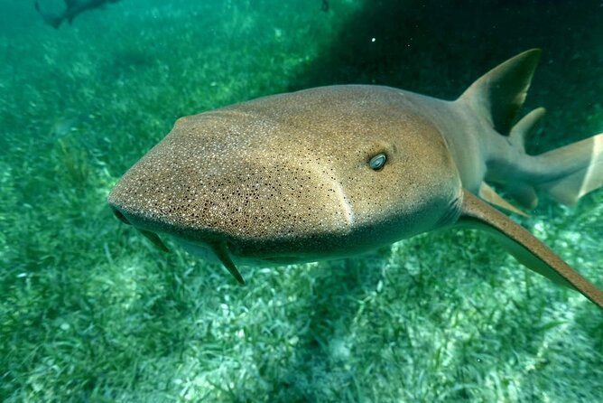 Snorkeling at Silk and Moho Caye - Health and Safety Guidelines