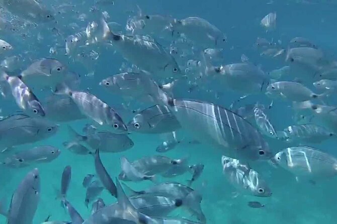 Snorkeling Boat Excursion to Caprera and Maddalena Archipelago - Confirmation and Booking