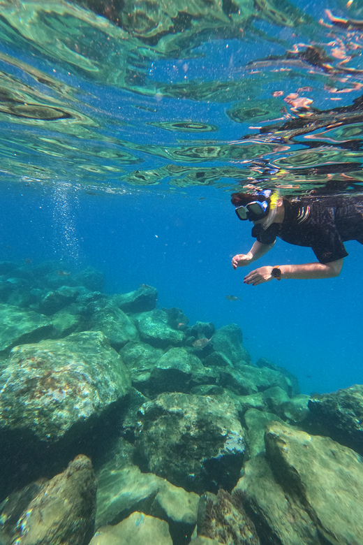 Snorkeling Boat Trip in Marine Turtles Natural Habitat - Key Points