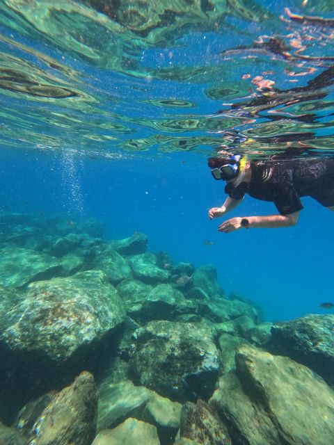 Snorkeling Boat Trip in Marine Turtles Natural Habitat - Experience Highlights