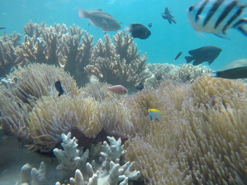 Snorkeling Cham Island: Snorkeling Tour by Speed Boat - Highlights of the Tour