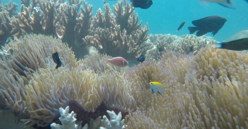 Snorkeling Cham Island: Snorkeling Tour by Speed Boat - Whats Included