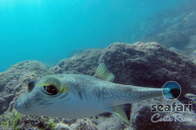 Snorkeling Costa Rica - Key Points