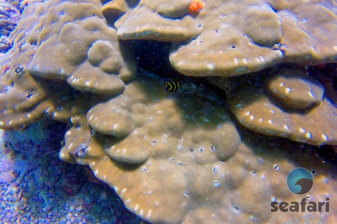 Snorkeling Costa Rica - Tour Options