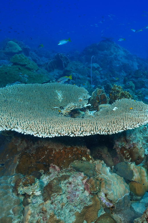 Snorkeling Course, Become a Confident Snorkeler. - Key Points