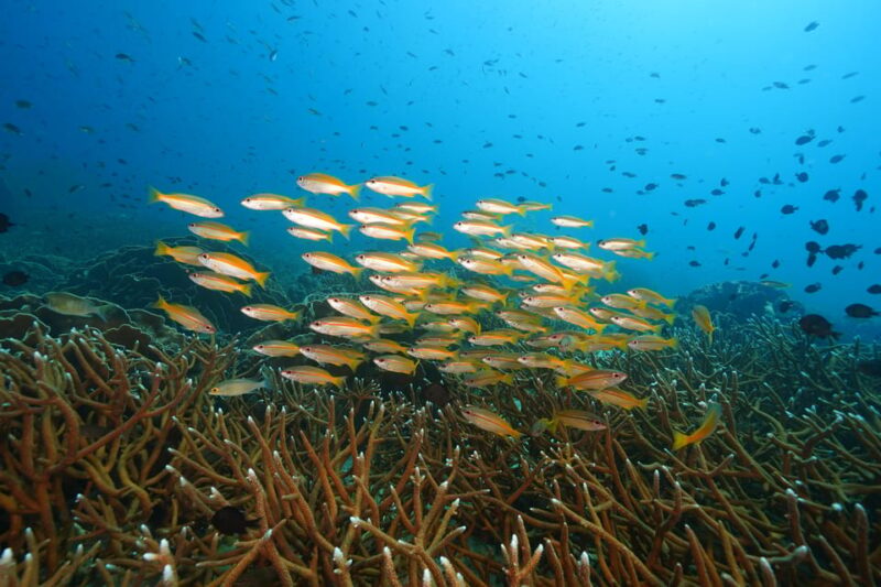 Snorkeling Course, Become a Confident Snorkeler. - Instructor and Group