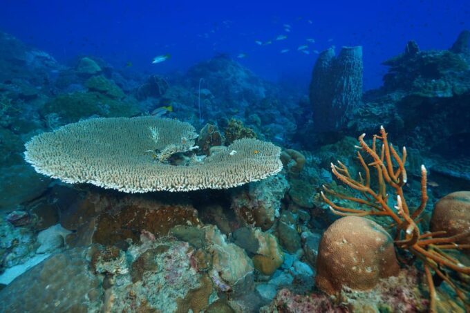 Snorkeling Course, Become a Confident Snorkeler. - Pickup and Accessibility