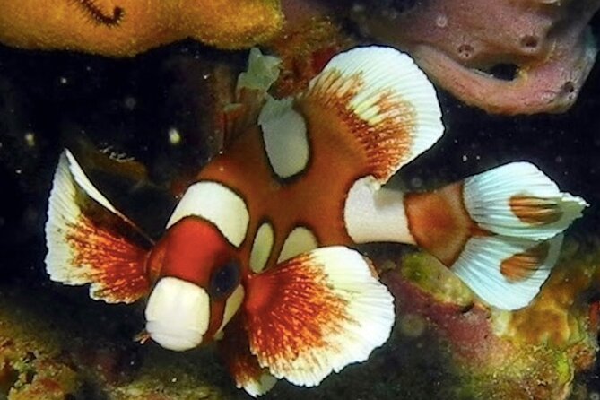 Snorkeling Day Around Koh Phangan - Inclusions and Exclusions