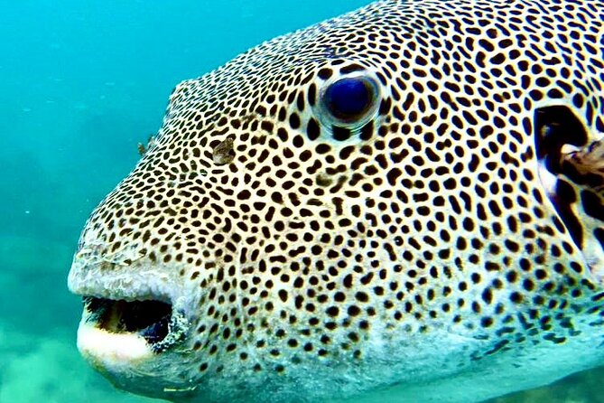 Snorkeling Day Around Koh Phangan - Availability and Booking