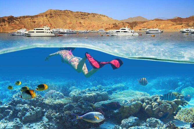 Snorkeling Day at White Island & Ras Mohammed - Sharm Elsheikh - Customer Feedback
